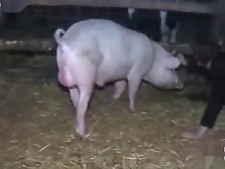 best of Anal pig
