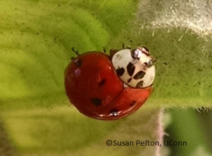 best of Trap pheromone Asian ladybug