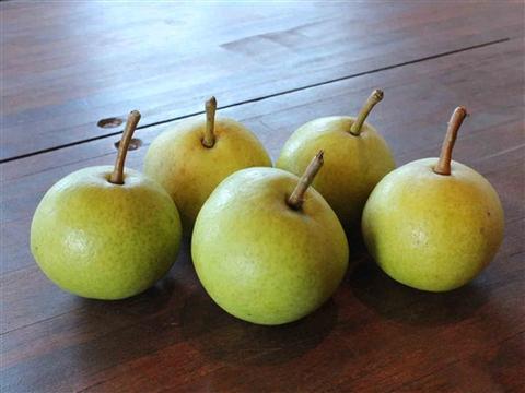 Mustang recommend best of pollination Asian pear