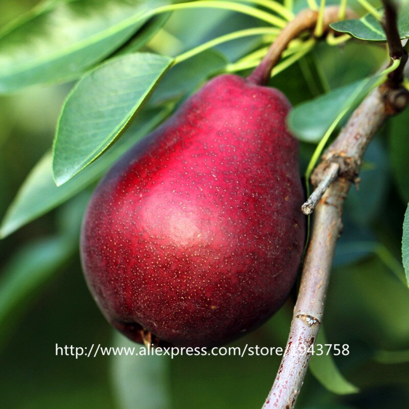 Troubleshoot reccomend fertilizer Asian pear