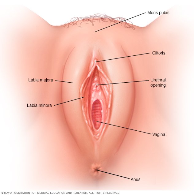 best of Sex penetration vaginale Orgasm