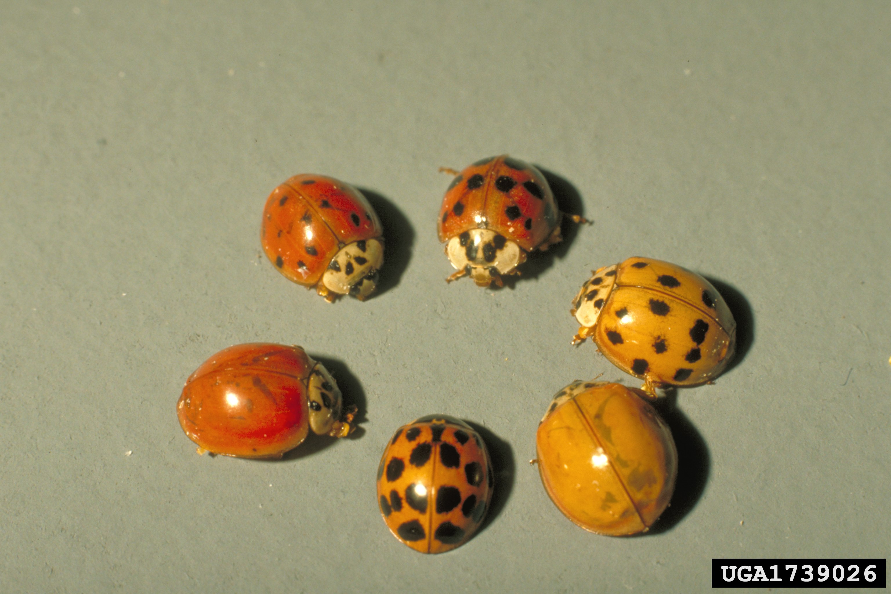 Buzz reccomend Asian ladybug pheromone trap