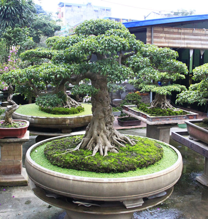 Mature bonsai plants