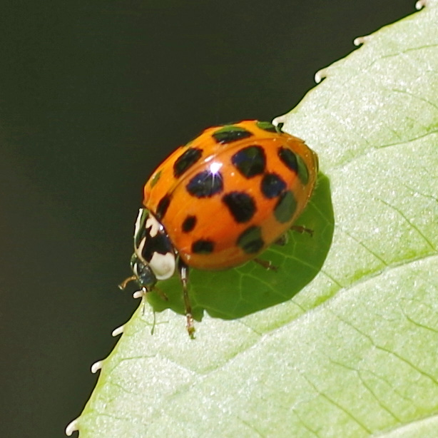 Tribune reccomend Asian ladybug pheromone trap