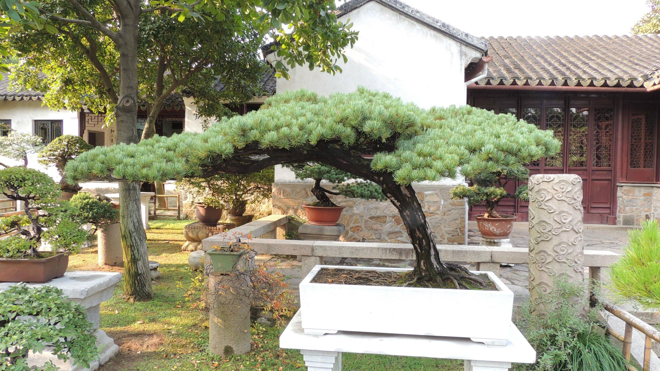 Mature bonsai plants