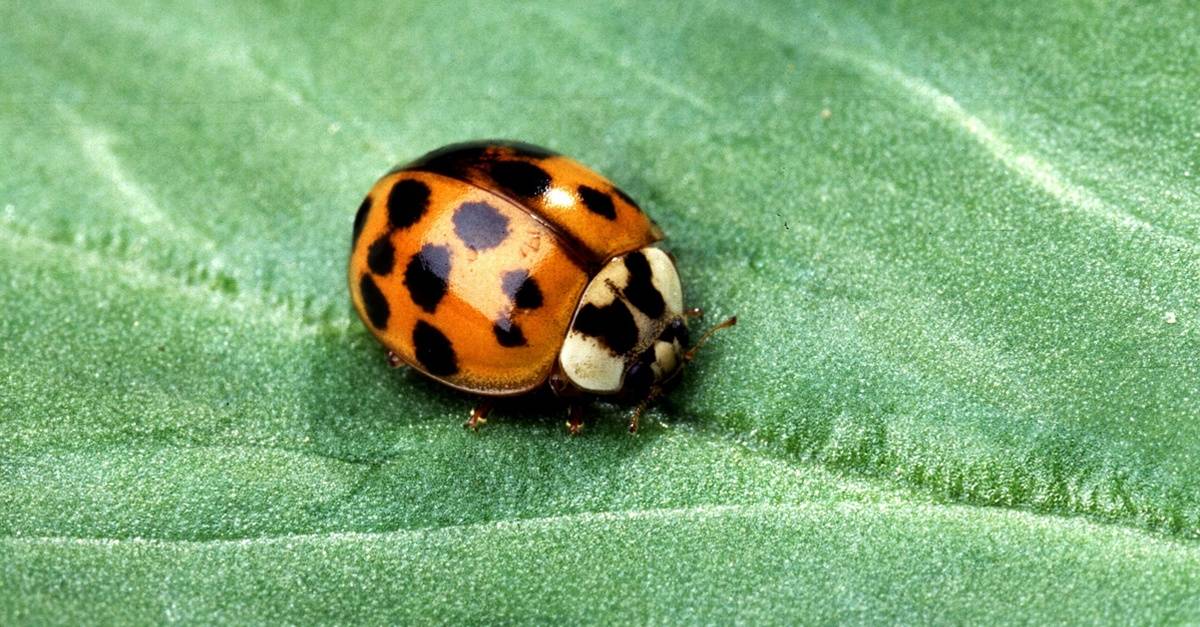 Lifesaver recommend best of Asian ladybug pheromone trap