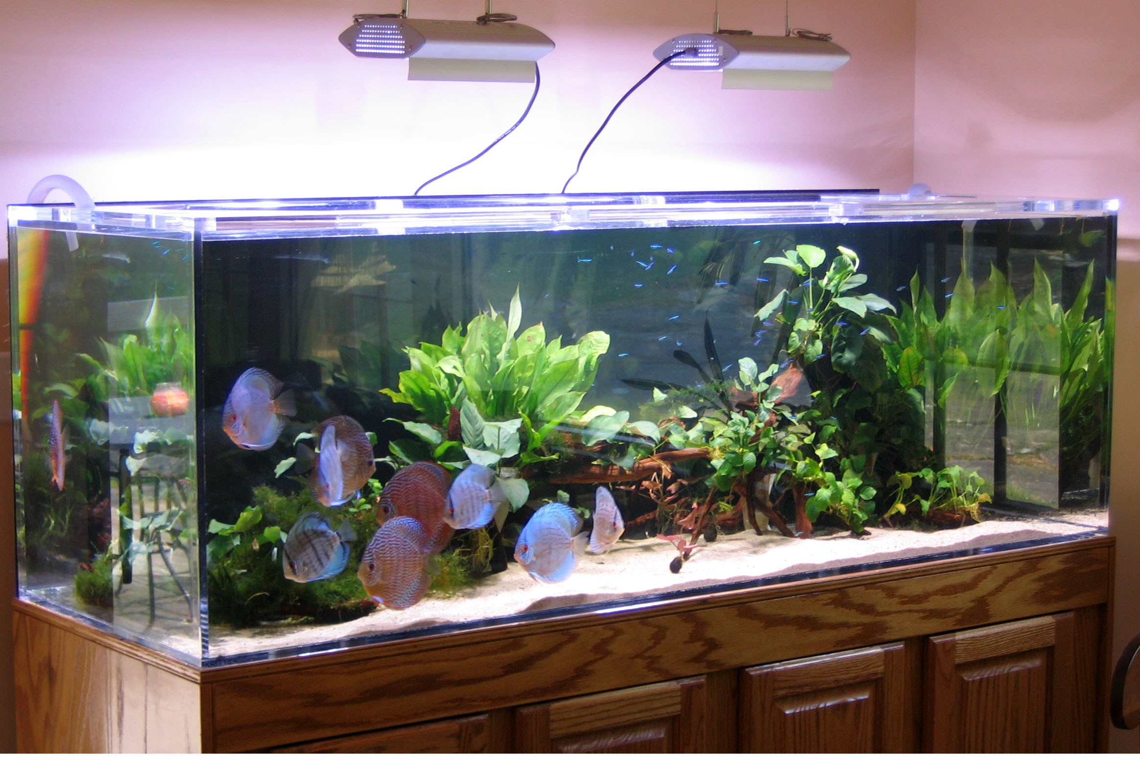 Asian catfish aquarium