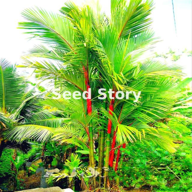 Raptor recommend best of Asian palm seed