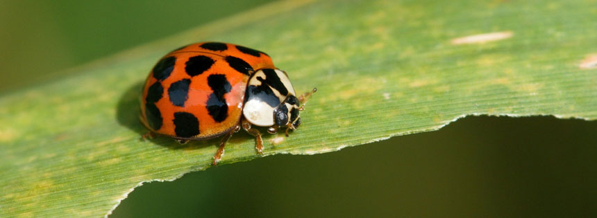 best of Eradication Asian ladybug