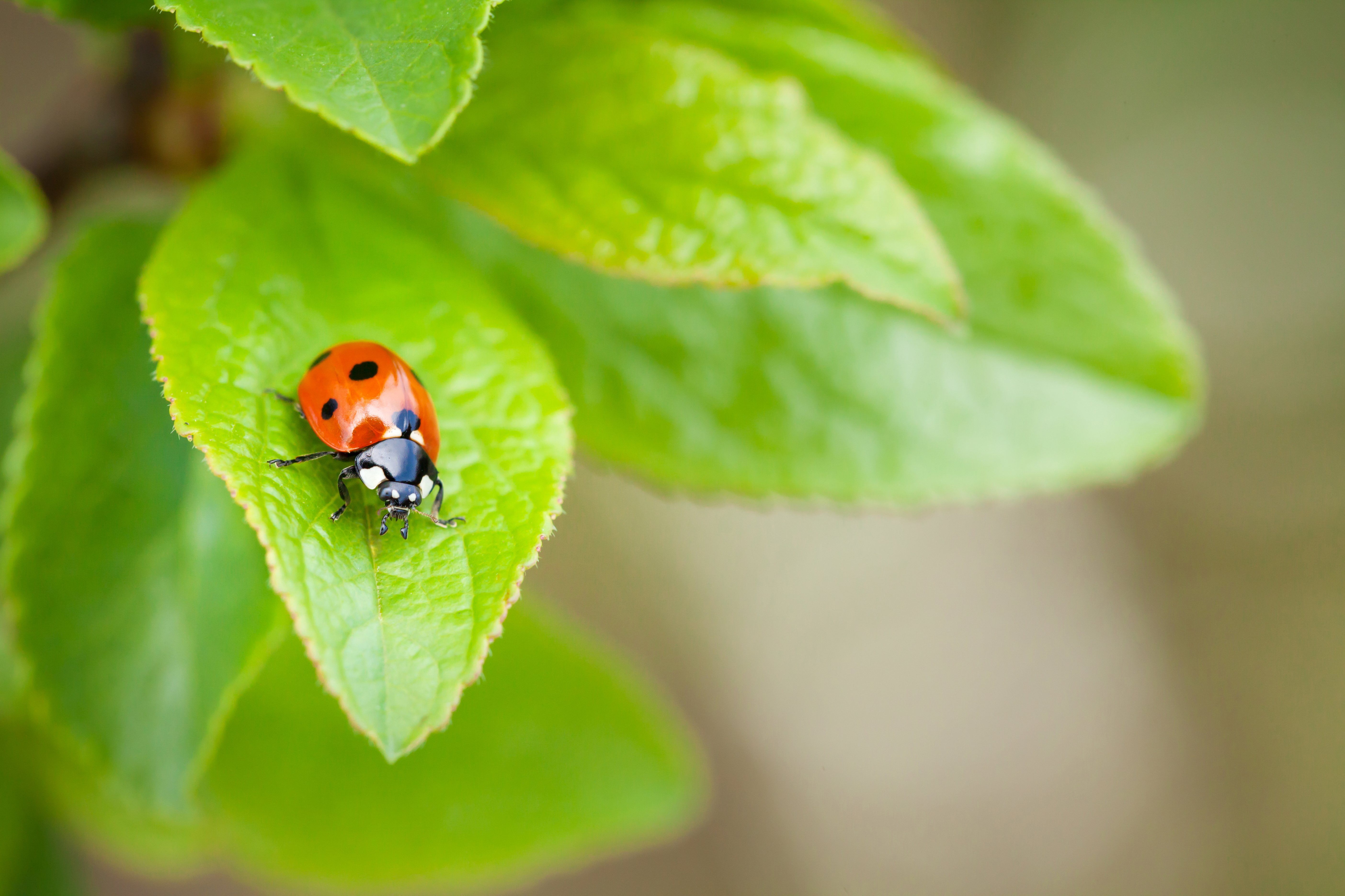 Miraculous Ladybug Marinette Hourglass Expansion by: Imbapovi.