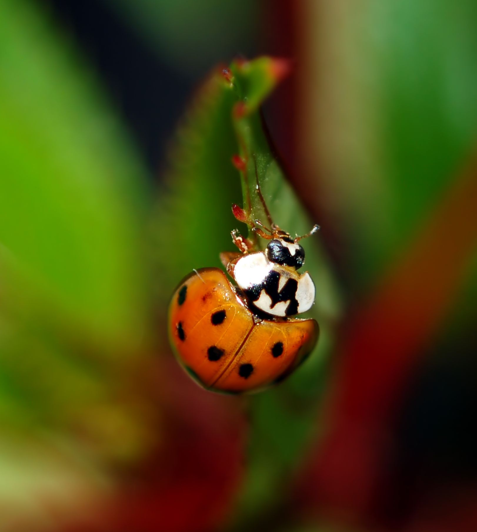 California reccomend Asian ladybug pheromone trap