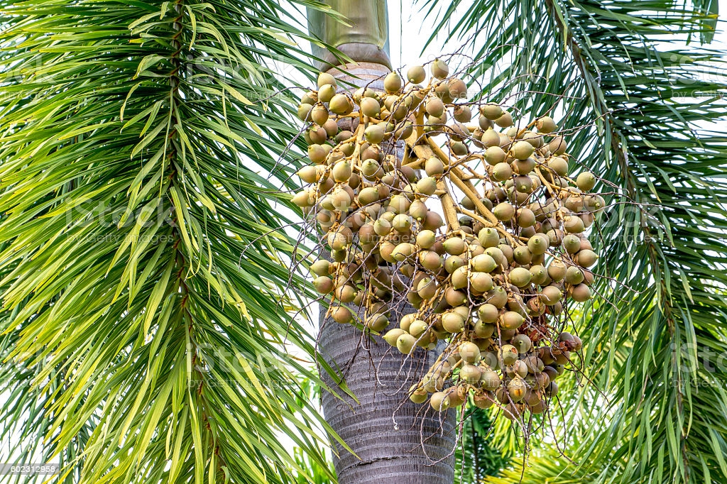 best of Palm seed Asian