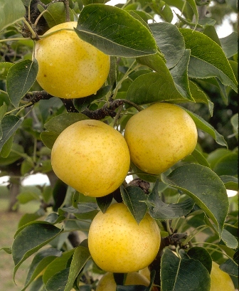 Asian pear fertilizer