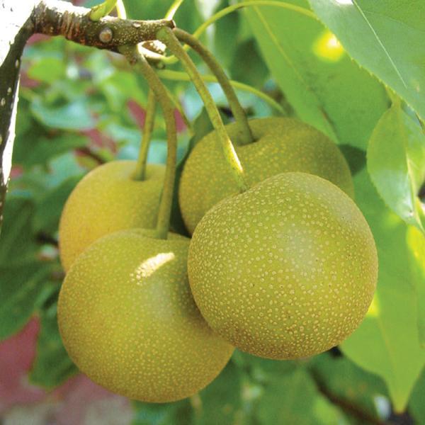 Rep reccomend Asian pear pollination