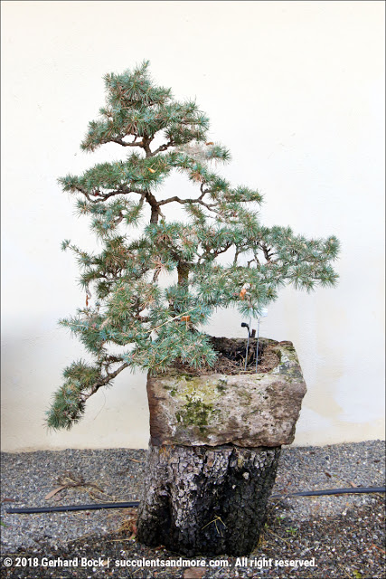 Napoleon reccomend Mature bonsai plants